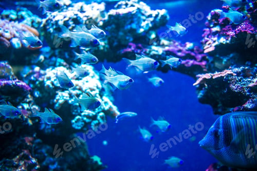 Preview: Colorful fish in aquarium