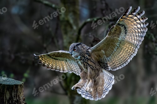 Preview: Majestic Eurasian eagle-owl soaring with wings extended