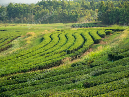 Preview: Green tea tree leaves field young tender bud herbal Green tea tree in camellia sinensis organic