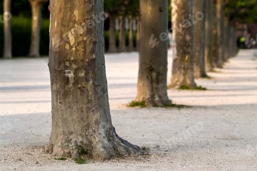Preview: Row of tree trunks along the street. Greenery tree trunk row.