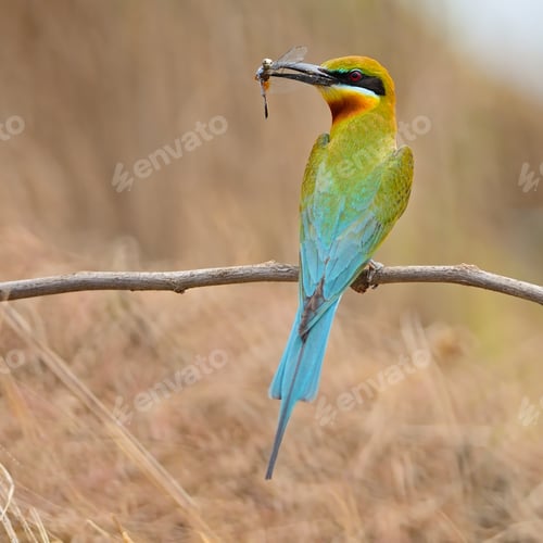 Preview: Blue-tailed Bee-eater
