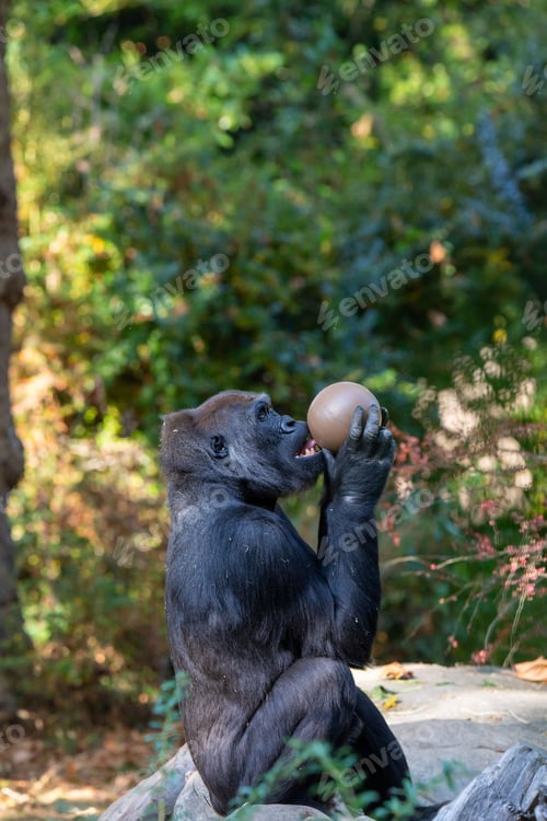 Preview: Male gorilla atop a grassy field, his expression intent as he holds a ball