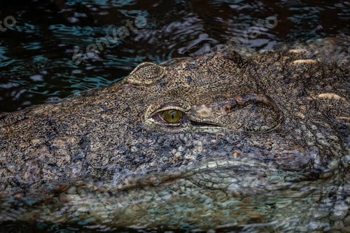 Preview: Dark Crocodile Lurking in Murky Water Under Low Light, Menacing Reptile Scene at Night