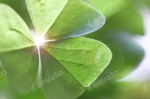 Preview: Four leaf clover