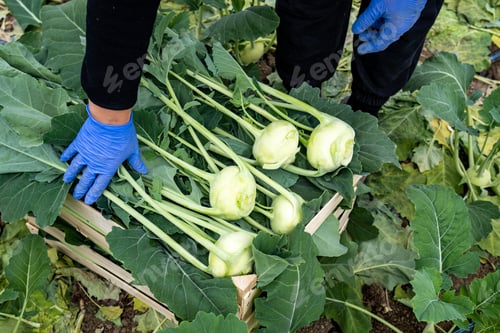 Preview: Closeup of a person working in a greenhouse, harvesting plants