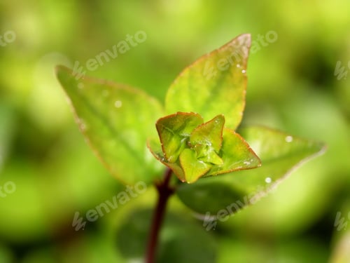 Preview: Raindrops On Springtime Growth - Photograph Of A New Green Bud Of A Bush With Fresh Raindrops On
