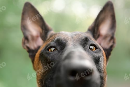 Preview: Belgian Shepherd Malinois dog portrait. Summertime. Happy dog on the walk