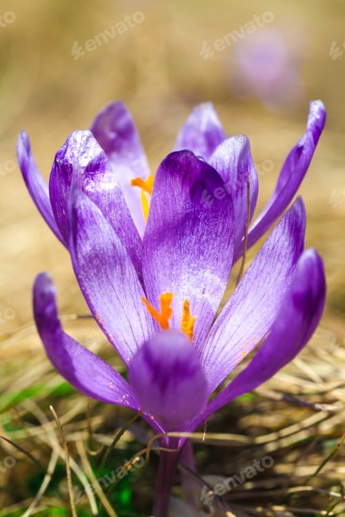 Preview: Purple crocus flowers in snow awakening in spring