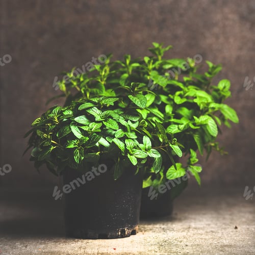 Preview: Fresh mint growing in pots, copy space, square crop