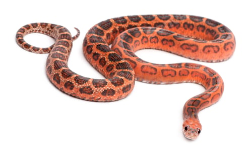 Preview: Scaleless Corn Snake, Pantherophis Guttatus, in front of white background