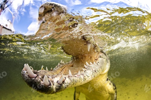 Preview: American saltwater crocodile with jaws open, Chinchorro Banks, Mexico