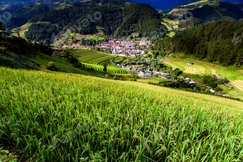 Preview: Green Rice fields on Terraced in Muchangchai, Vietnam Rice fields prepare the harvest at Northwest