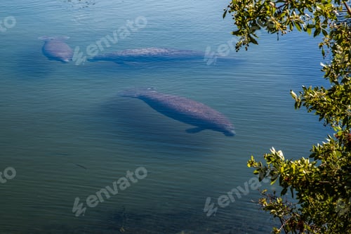 Preview: A waterway where manatee go in the winter because the water is warm here