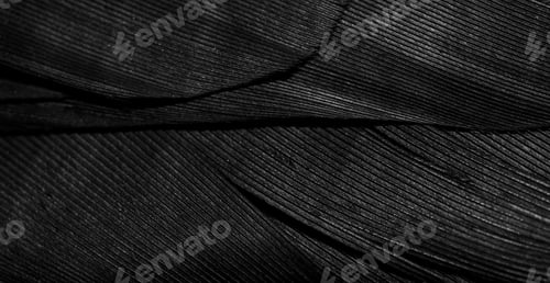 Preview: macro photo of black feathers. background or textura