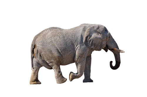 Preview: African Elephant walking isolated in white