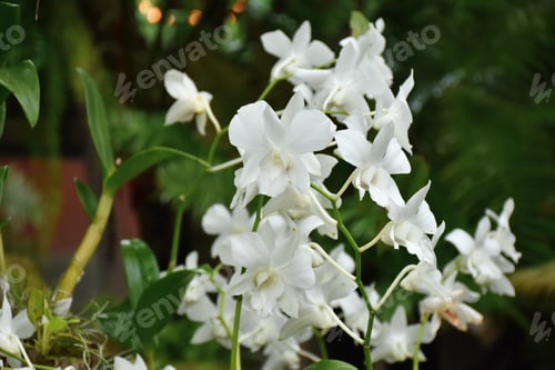 Preview: Orchid flower blooming on branch in garden