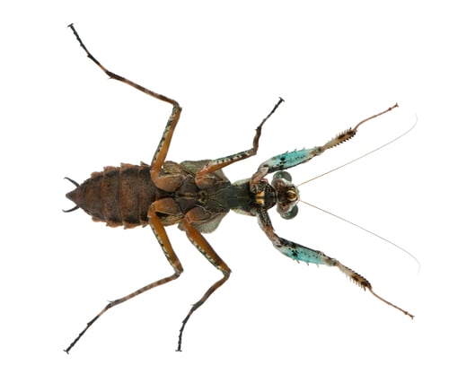 Preview: Theopompa SP, praying mantis, in front of white background