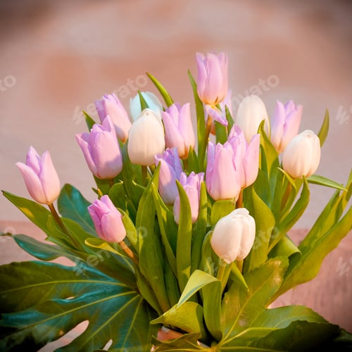 Preview: White tulips in my garden