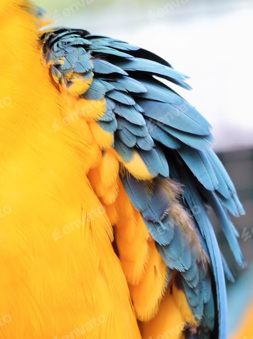 Preview: bird, parrot, Scarlet, Macaw