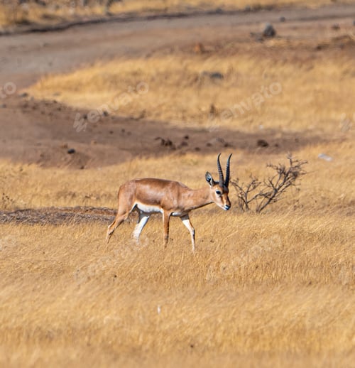 Preview: Beautiful brown and white striped gazelle walking gracefully in the field