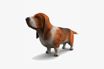 Preview: Basset hound lateral profile