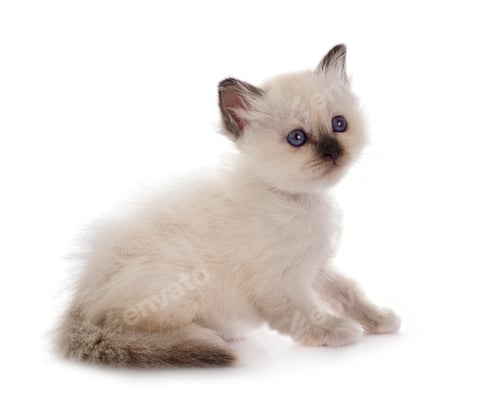 Preview: birman kitten in studio