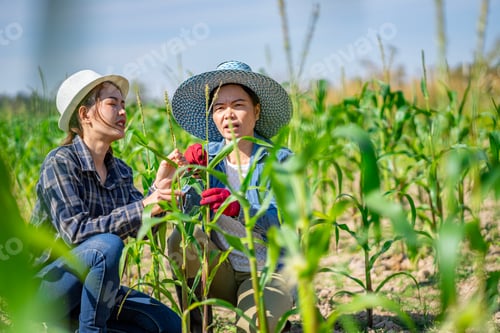 Visualização: Uma agricultora asiática na Tailândia coleta berinjelas cultivadas no jardim para alimentação e venda.