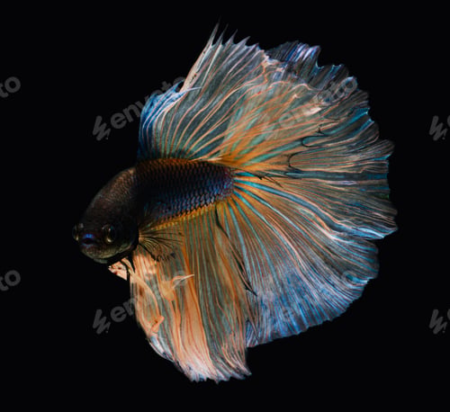 Preview: Amazing underwater world, Underwater world scene.