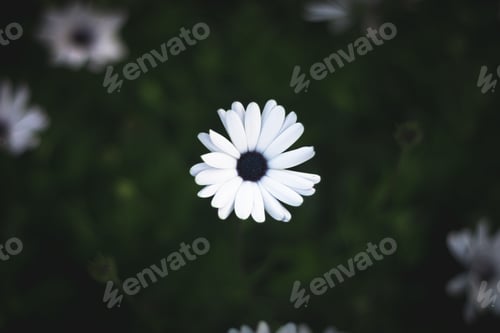Preview: Macro shot of a pristine white flower, with delicate petals