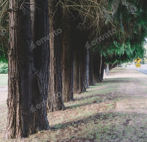 Preview: Pine trees