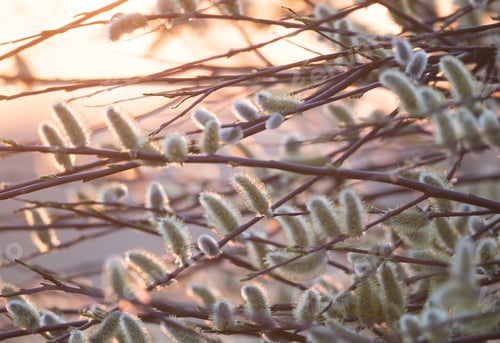 Preview: Closeup shot of a branch of Pussy willow tree on the sunrise background
