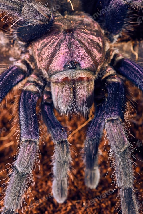Preview: Tarantula Phormictopus Sp Purple Close-Up On A Background Of Brown Soil
