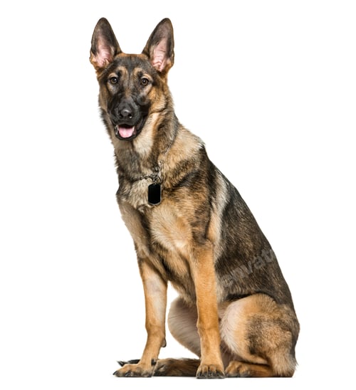 Preview: sitting German Shepherd Dog panting, cut out