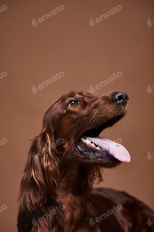 Preview: Happy Long Haired Dog in Studio