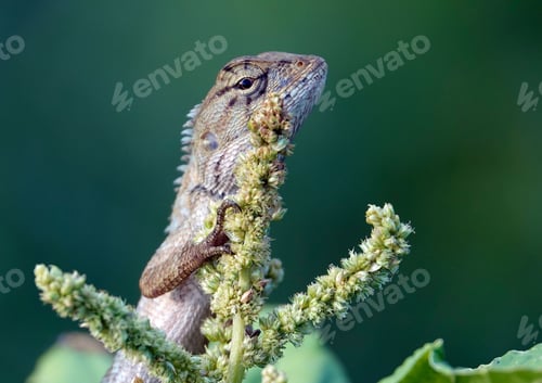 Preview: Closeup shot of an oriental garden lizard on a plant, Calotes versicolor.