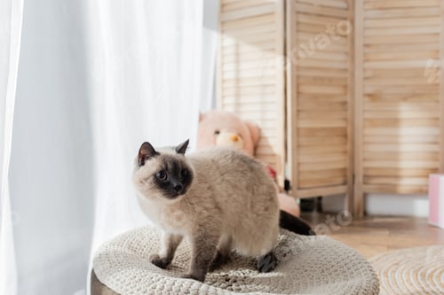 Preview: fluffy cat sitting on soft pouf in blurred bedroom