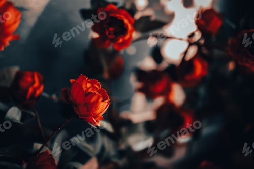 Preview: Red rose flowers with sunlight. Vintage style. Valentine's day concept.