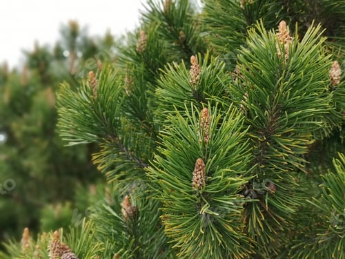 Preview: Closeup shot of a green pine tree with wooden cones on the branches
