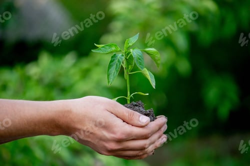 Preview: the farmer plants a plant, pepper seedlings.