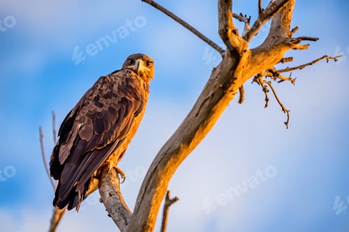 Preview: Steppe eagle or Aquila nipalensis sits on a tree