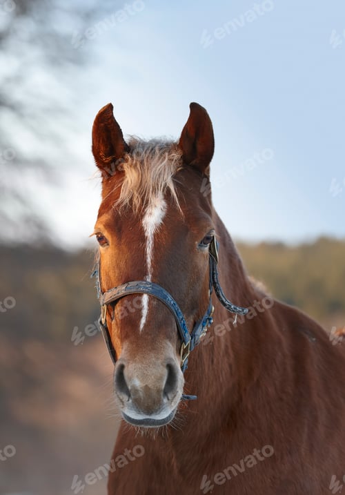 Preview: A beautiful brown horse outdoors at sunset