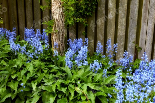 Preview: Bluebells in our informal garden