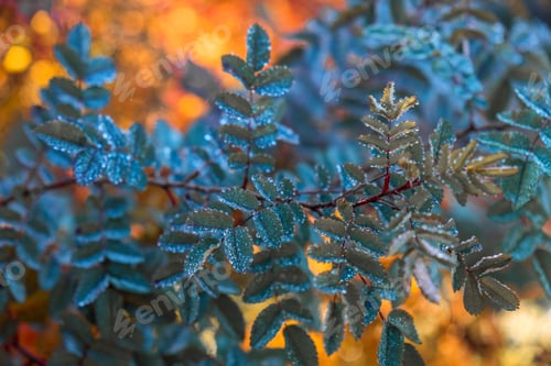 Preview: Close-up of ice and frost on a leaves plant