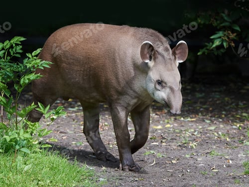 Preview: South American tapir (Tapirus terrestris)