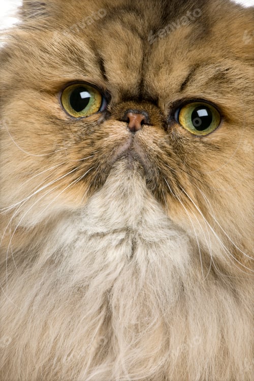 Preview: Close-up of British shorthair cat, 11 months old