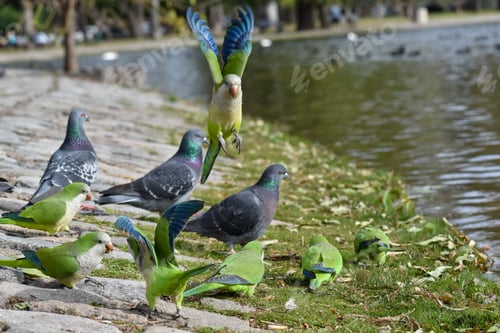 Preview: group of monk parakeet (myiopsitta monachus), or quaker parrot, in a public park in Buenos Aires