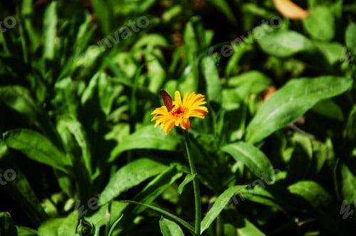 Preview: Small butterfly on the yellow flower with green leaves in the background