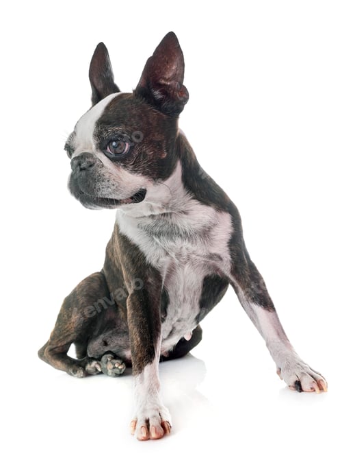 Preview: boston terrier in studio