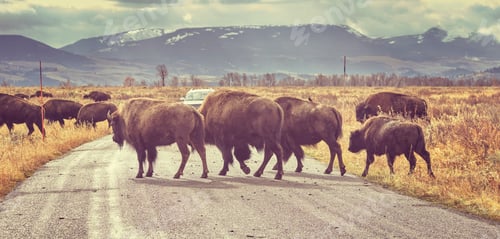 Preview: Retro toned Herd of American bison crossing road at sunrise, Wyo