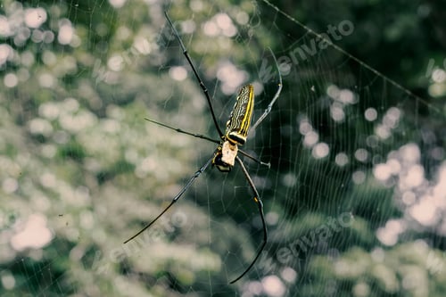 Preview: Large black and yellow spider sitting on a web. Close-up.